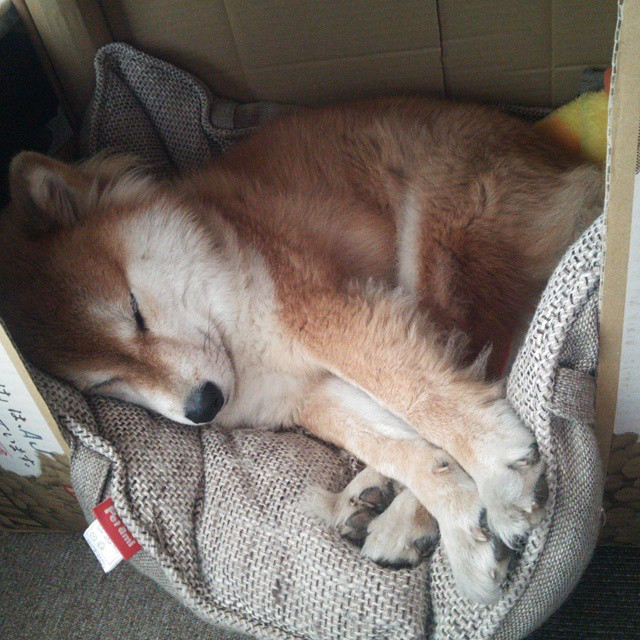 绿茵与硬木的共鸣，当意甲焦点战遇见广东加时传奇