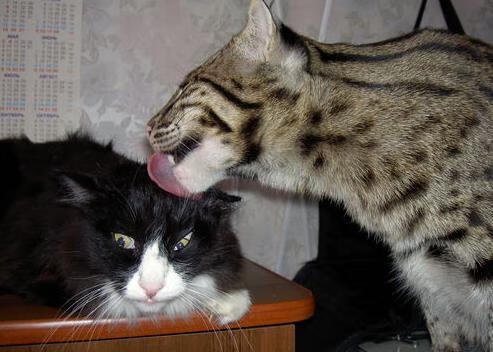 节奏为王，马刺体系如何山西化季后赛焦点战