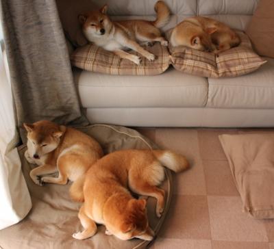 拉亚的奇迹，澳大利亚如何正面击溃罗马，改写足球历史