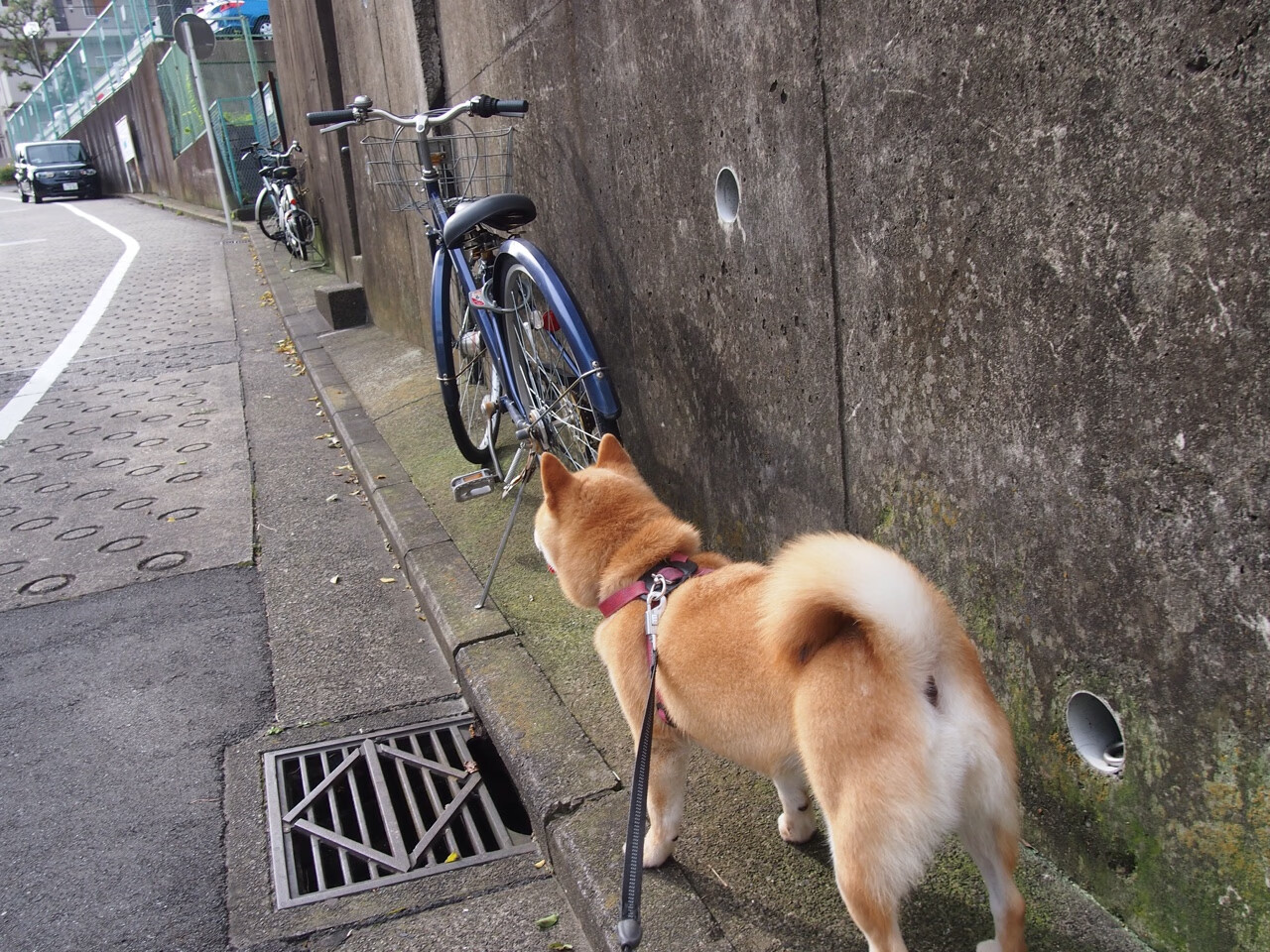 跨界传奇，当本泽马接管NBA季后赛，美国击败皇家社会的隐喻